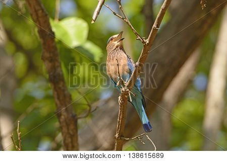 Indian Roller in a tree in Kanha National Park in India