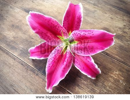 pink liliy flower on old wooden texture background