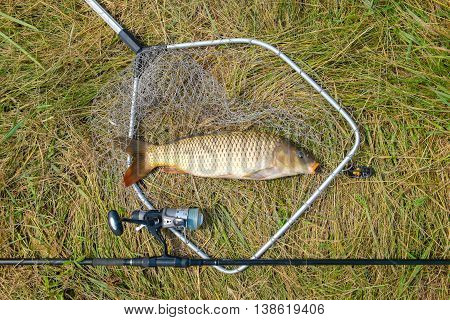 wild carp lying in landing net .