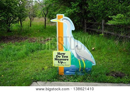 PLAINFIELD, ILLINOIS / UNITED STATES - MAY 4, 2016: In the Copley Nature Park, one may compare one's height to that of a great blue heron (Ardea herodias).