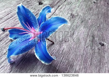 blue liliy flower on wooden background with copy space