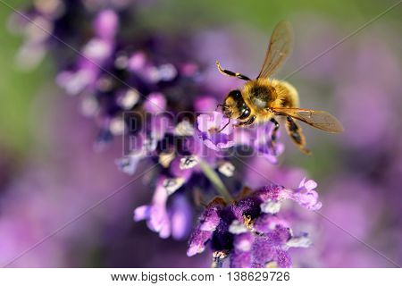 Honey Bee collecting pollen on a lavender branch