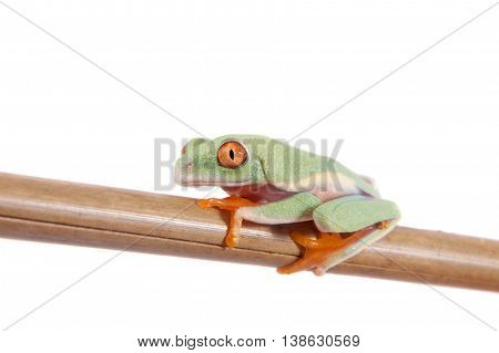 Red eyed tree frogling, Agalychnis callidrias, isolated on white background