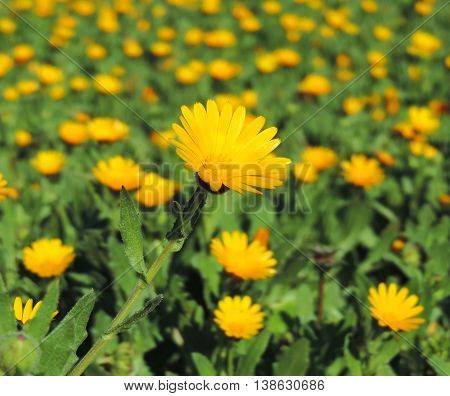 Marguerites or yellow flowers in the sun. Wildflowers with copy space and selective focus on the foreground.