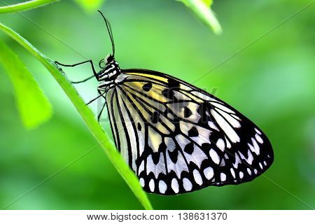 The Paper Kite Rice Paper or Large Tree Nymph butterfly (Idea leuconoe)