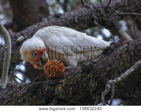 Long-billed corella cockatoo eating a pine cone on a tree