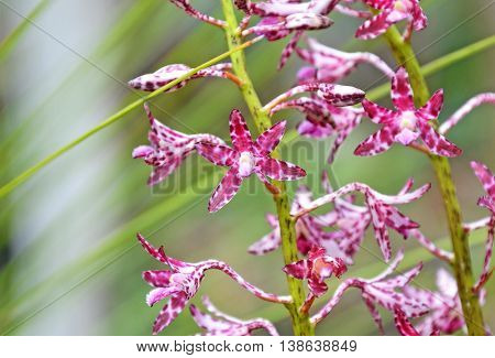 Flowers of the Blotched Hyacinth-Orchid (Dipodium variegatum) in the Royal National Park, Sydney, Australia