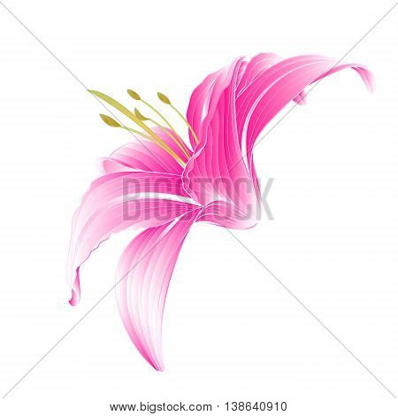 Flower Daylily pink Lily on a white background vector illustration