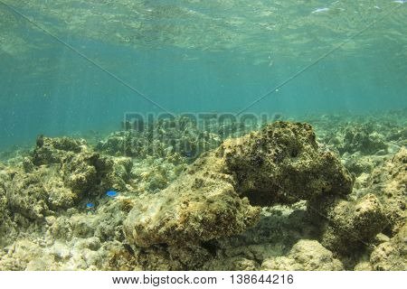 Dead coral environmental damage from overfishing, pollution, global warming and climate change