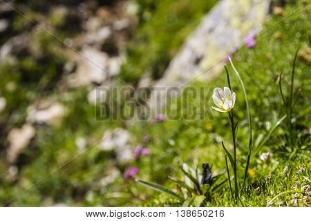 Gagea Serotina (lloydia Serotina).