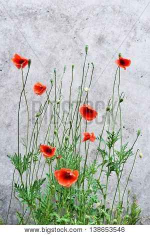 Poppy background with concrete wall. Blossoming poppy flowers on a grunge wall. Nature background with copy space.