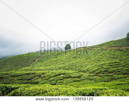 Boh Tea Plantation In Cameron Highlands