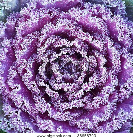 Ornamental decorative cabbage covered with a morning frost