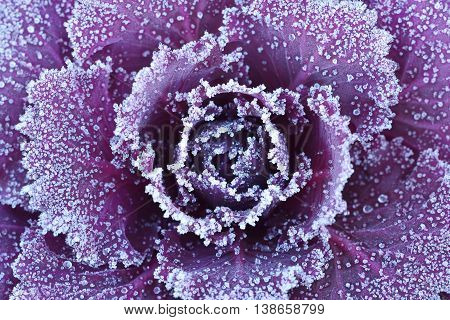 Ornamental decorative cabbage covered with a morning frost