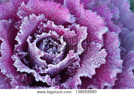 Ornamental decorative cabbage covered with a morning frost