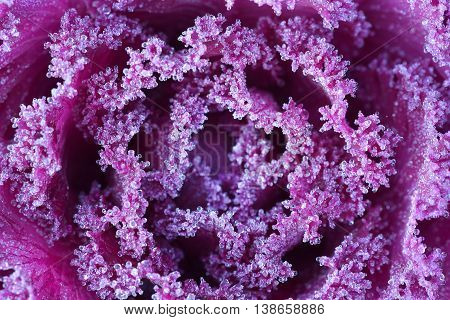 Ornamental decorative cabbage covered with a morning frost
