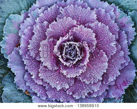 Ornamental decorative cabbage covered with a morning frost