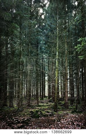 Image of spring forest in the Netherlands. Bosrand.