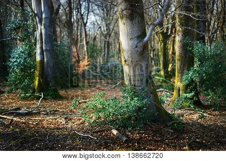 Image of spring forest in the Netherlands. Bosrand.