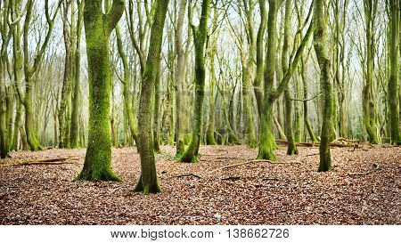 Image of spring forest in the Netherlands. Bosrand.