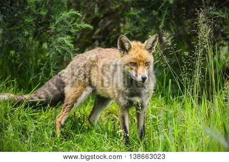 Stunning Male Fox In Long Lush Green Grass Of Summer Field