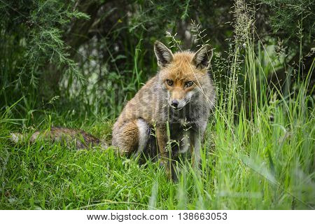 Stunning Male Fox In Long Lush Green Grass Of Summer Field