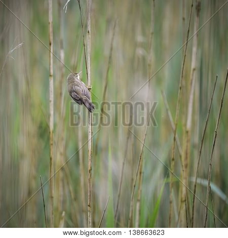 Beautiful Reed Warbler Bird Acrocephalus Scirpaceus On Reed