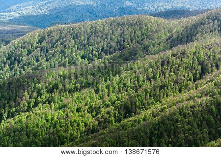 View of mountains and wood. View of the mountain wood. The wood on hills.