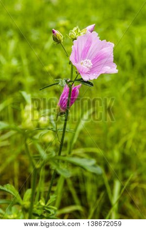 Malva Alcea (greater Musk-mallow, Cut-leaved Mallow, Vervain Mallow, Hollyhock Mallow).