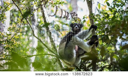 Shot of Indri lemur in natural habitat. Madagascar