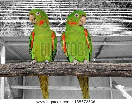 Two green parrots perched on wooden beam.