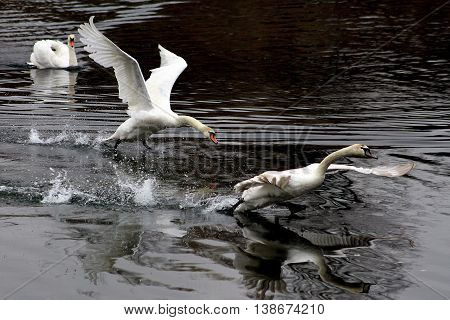 Swans Take Off On The Lake