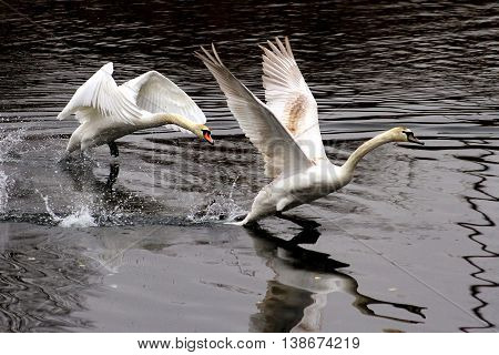 Swans Take Off On The Lake