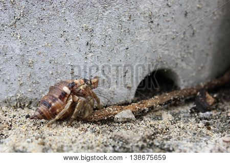 Hermit crab (Dardanus calidus) in the beach of Okinawa Japan