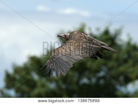 Close up of a White-headed Vulture  in flight