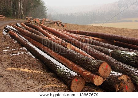 Holz