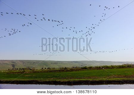 Birds Travel in Agmon Ha Hula park Israel