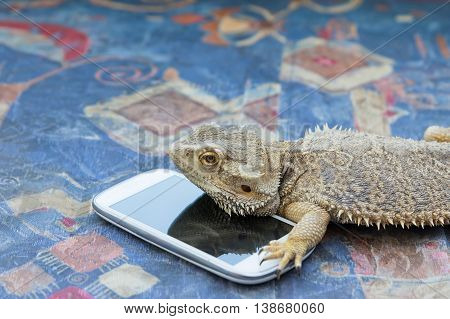 Closeup side view of Agama lizard lying on a sofa. Smart phone is lying under it. Agama is looking forward. All potential trademarks are removed.