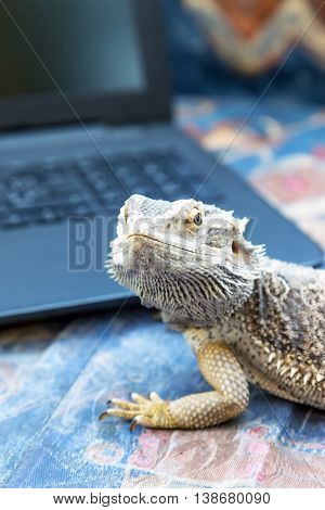 Closeup view of Agama lizard lying on a sofa in front of a open laptop. Agama is looking at the camera. All potential trademarks are removed. Vertically.