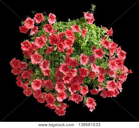 Hanging Pot With Red Althea Flowers Isolated On Black