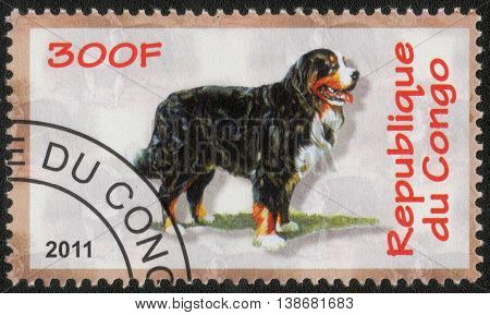 CONGO - CIRCA  2011: A post stamp printed in Congo shows a series of images Bernese Mt. Dog 