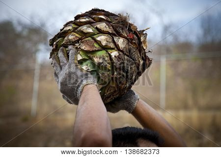 A man work in tequila, Jalisco  industry