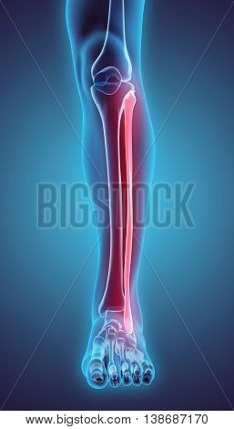 3D Illustration Of Fibula, Medical Concept.
