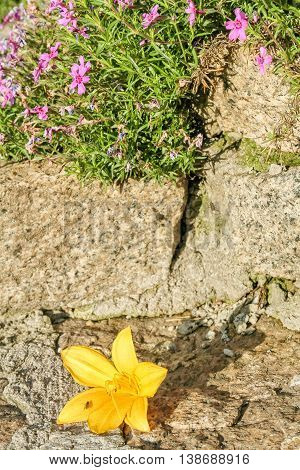 Flower of the daylily and phlox styloid on a granite retaining wall in the summer garden macro. Selective focus