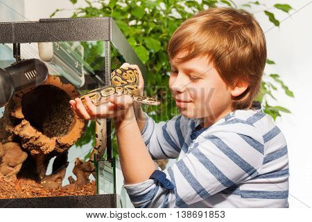 Young boy admiring beautiful Royal or Ball python at the serpentarium holding in hands