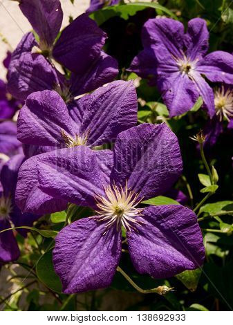 The garden clematis (Clematis x Jackmanii) garden climbing plants.