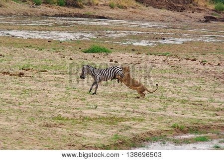 Lion Hunts A Zebra