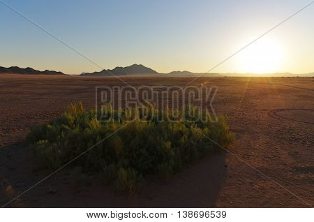 Namib desert at sunset, little bush in the foreground