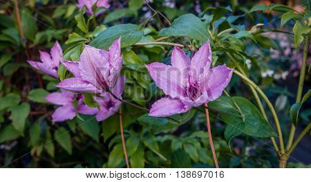 Macro shot of radient light purple flowers.