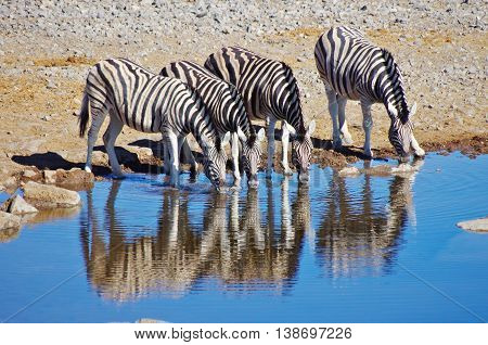 Zebras Drinking